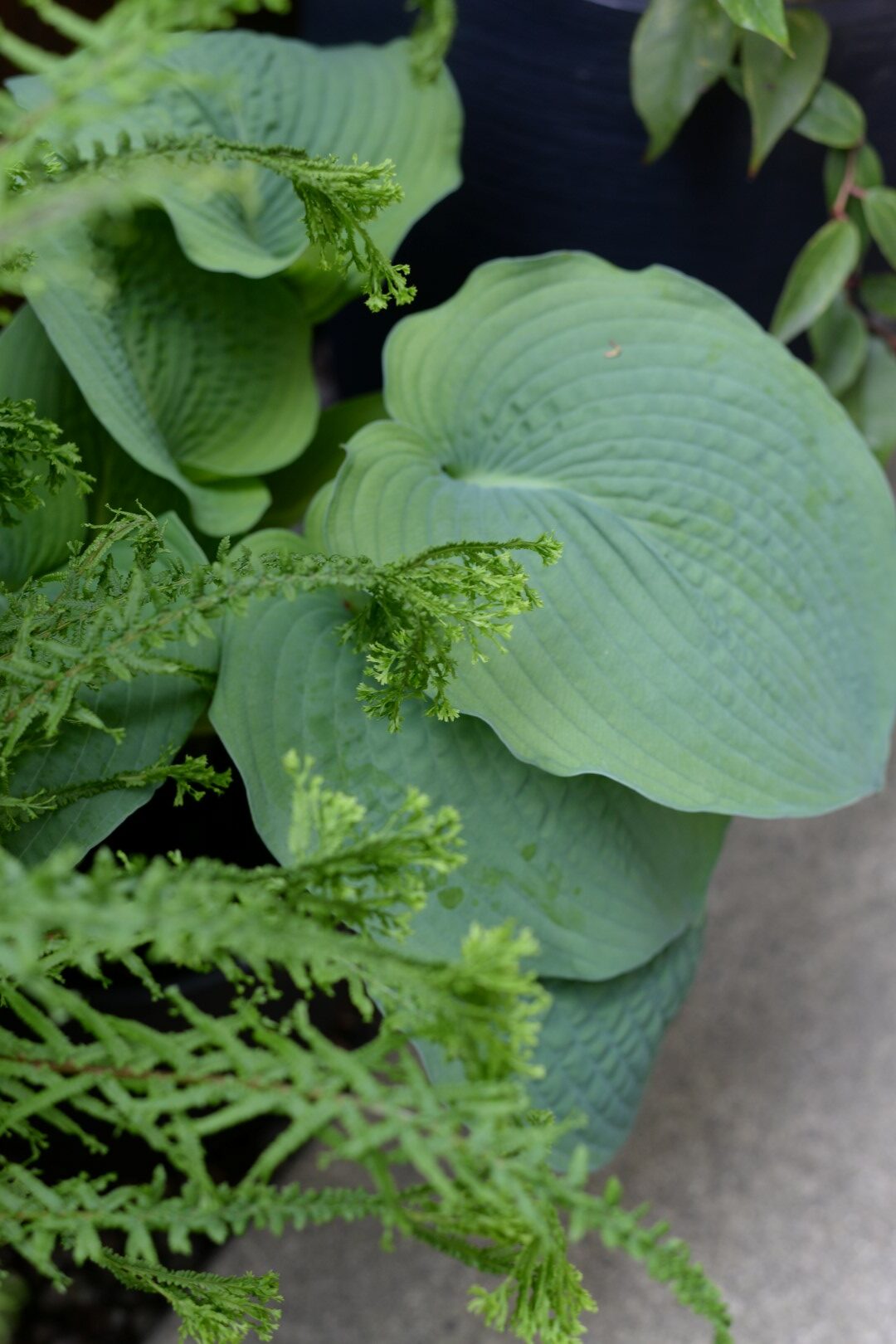 large hosta with crinkled leaves growing with a fern