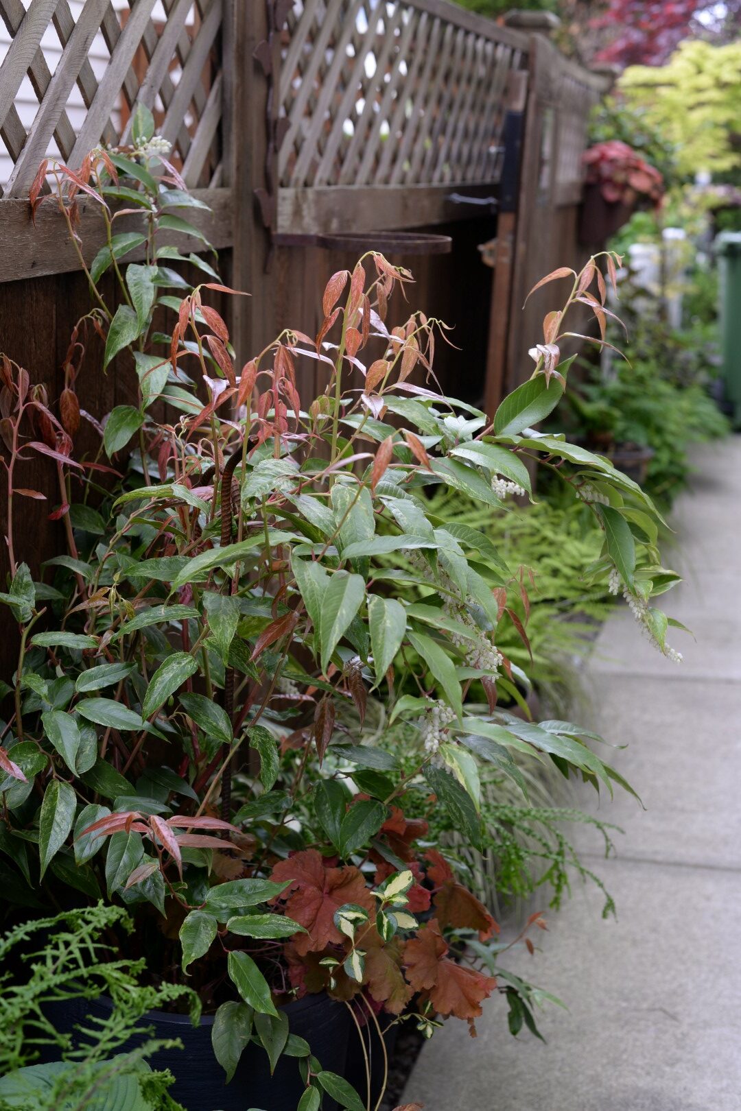 Looking down a narrow space lined with plants in front of a wooden fence