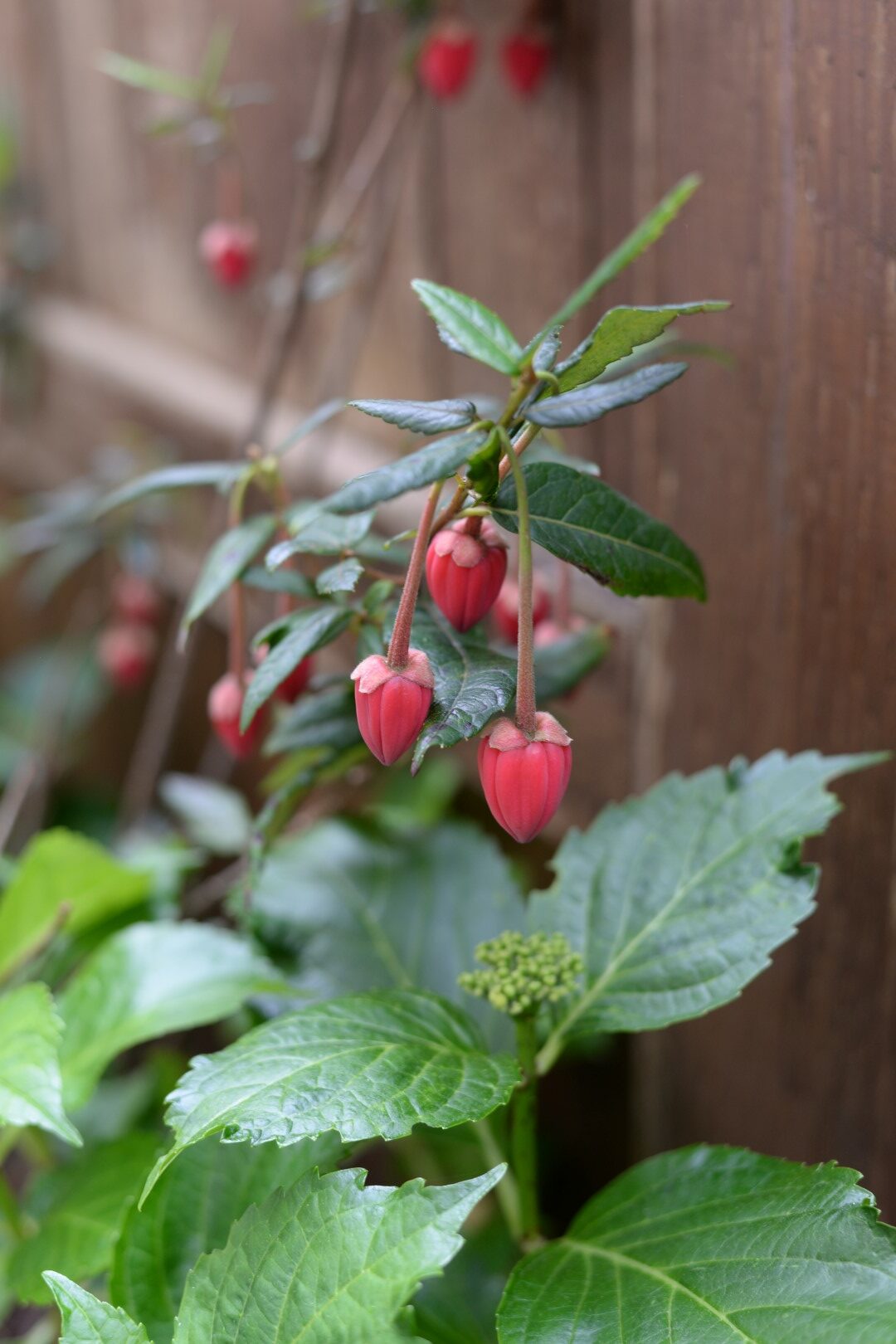 A shrub with small red flower buds