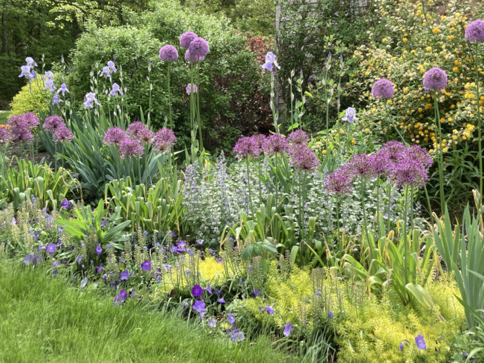 Tall purple flowers growing out of a garden bed