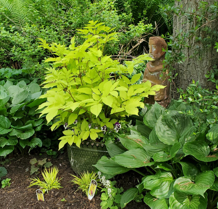 A bright yellow-green plant surrounded by darker green leaves