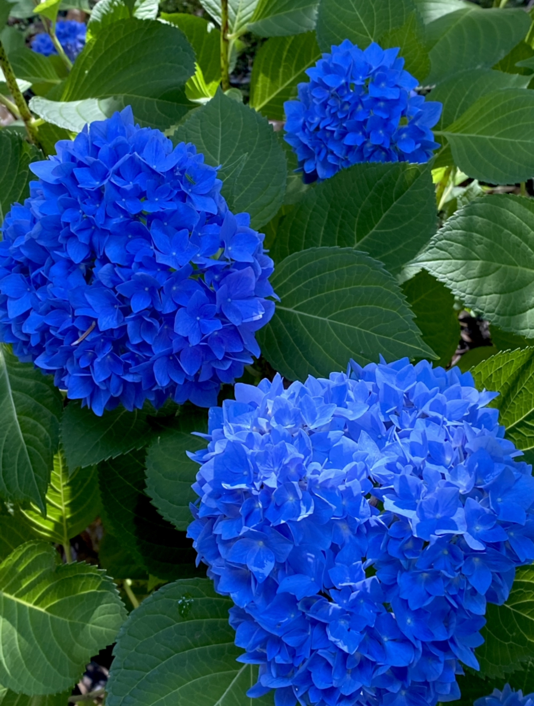 deep blue hydrangea