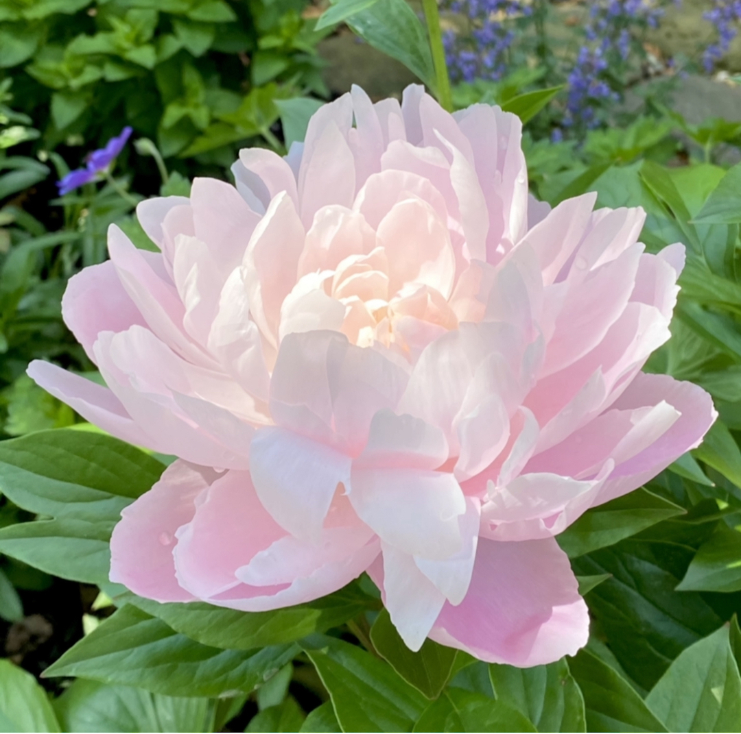 light pink peony