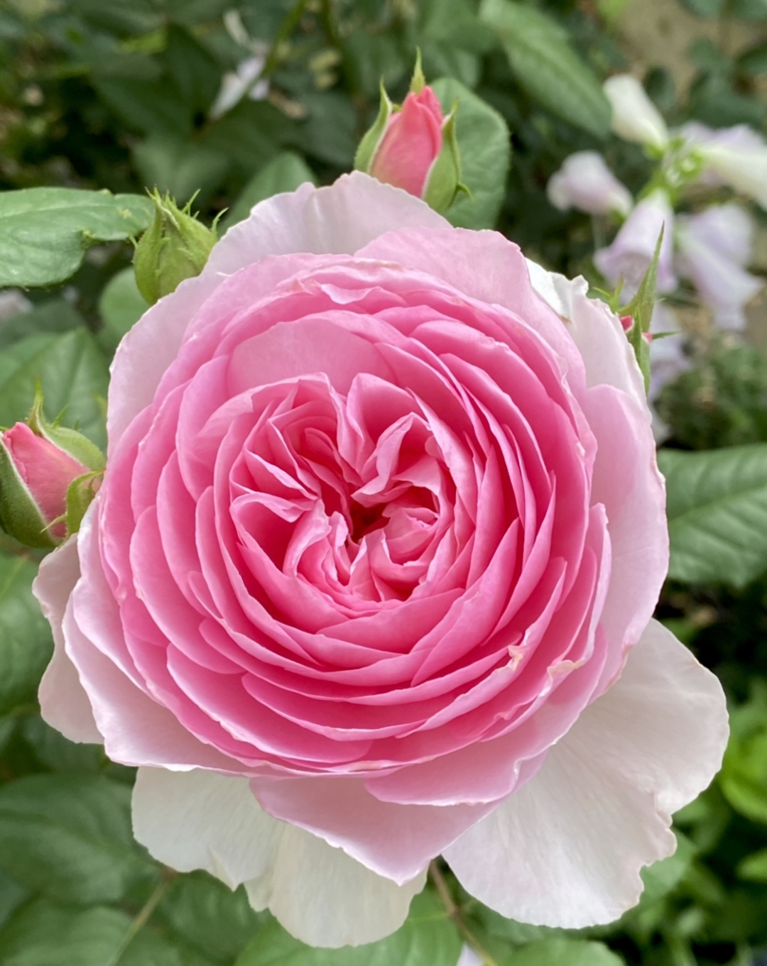 Close up of a pink rose with many petals