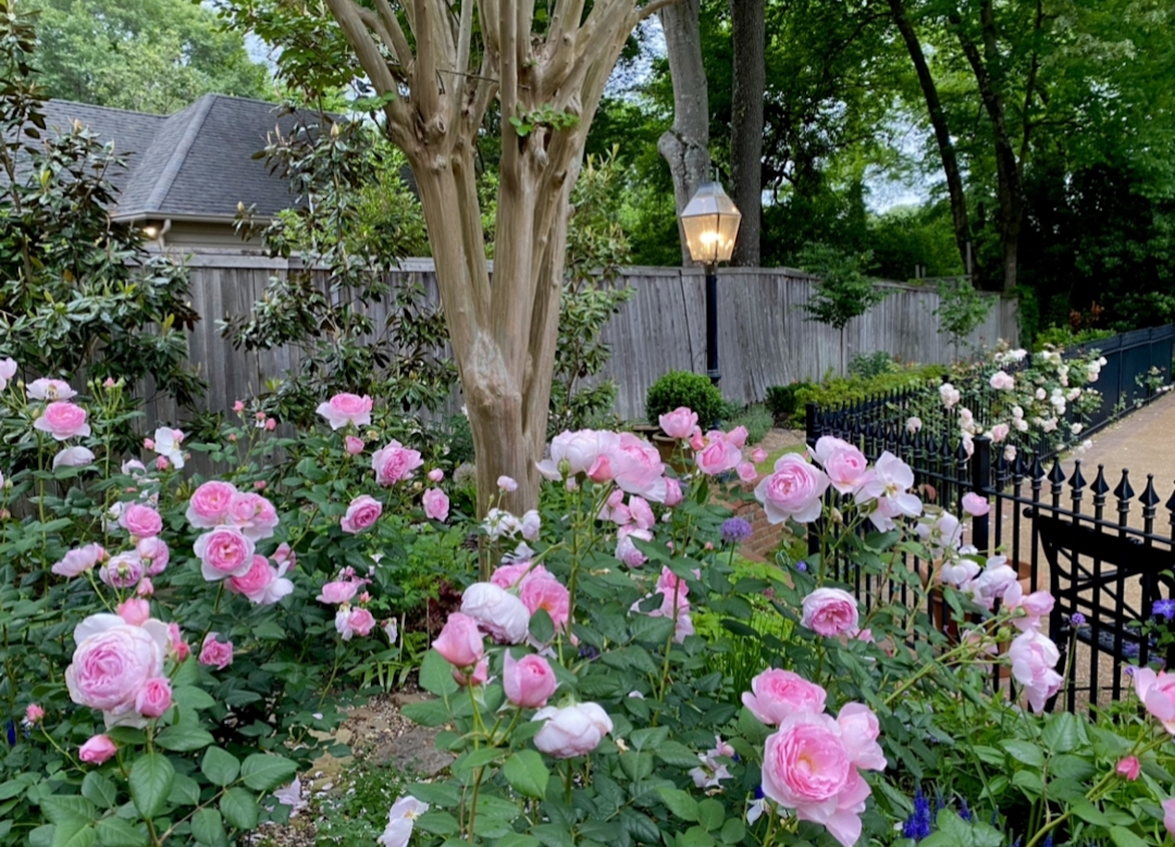 many rose bushes blooming in a garden