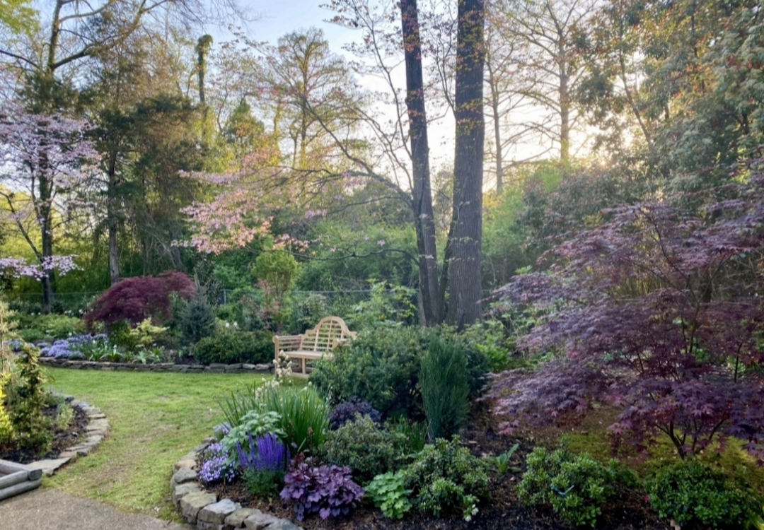 View of a garden under tall trees