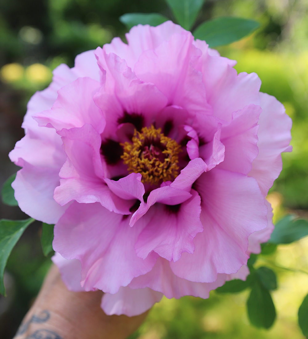 Success with Peonies in the Northeast - FineGardening