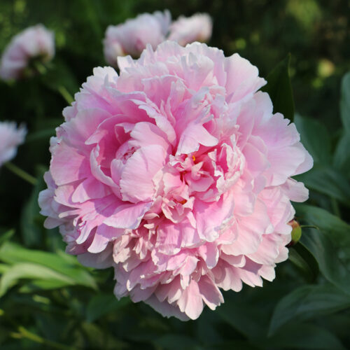 Success with Peonies in the Northeast - Fine Gardening