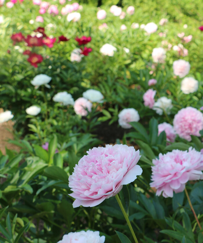 peony border with pink and red flowers