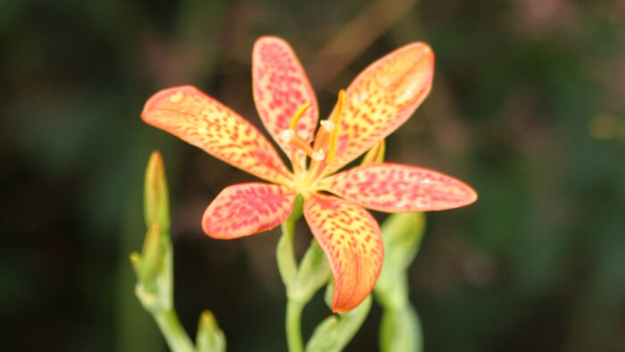 Blackberry lily flower