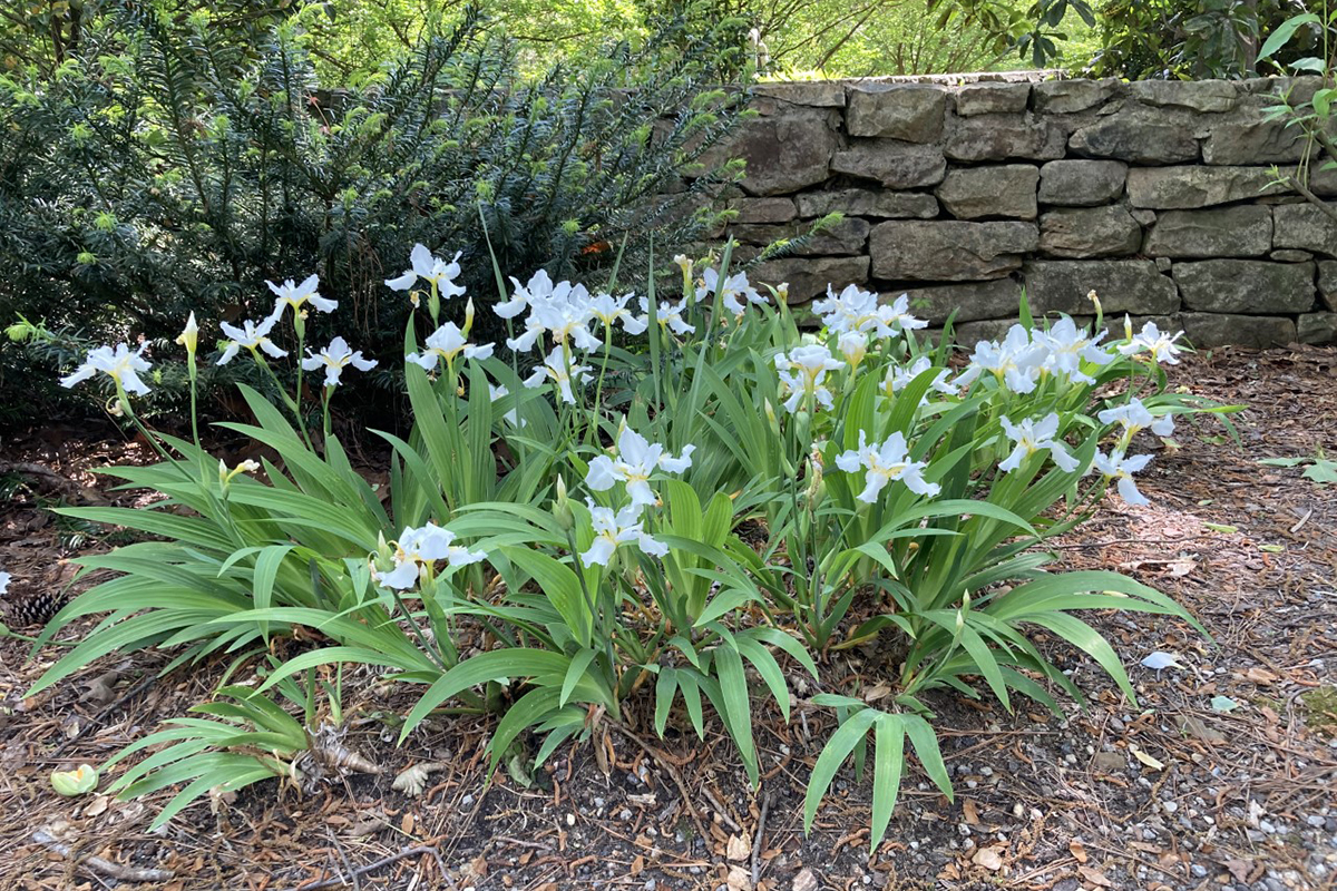 Irises for the South - FineGardening