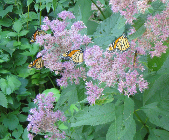 butterflies on Joe-Pye weed