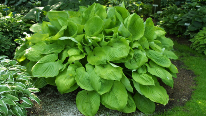 ‘Sum and Substance’ hosta