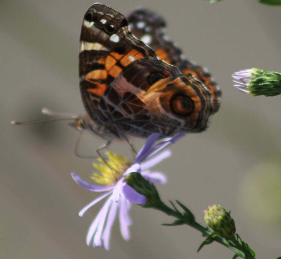 butterfly on a purple flower