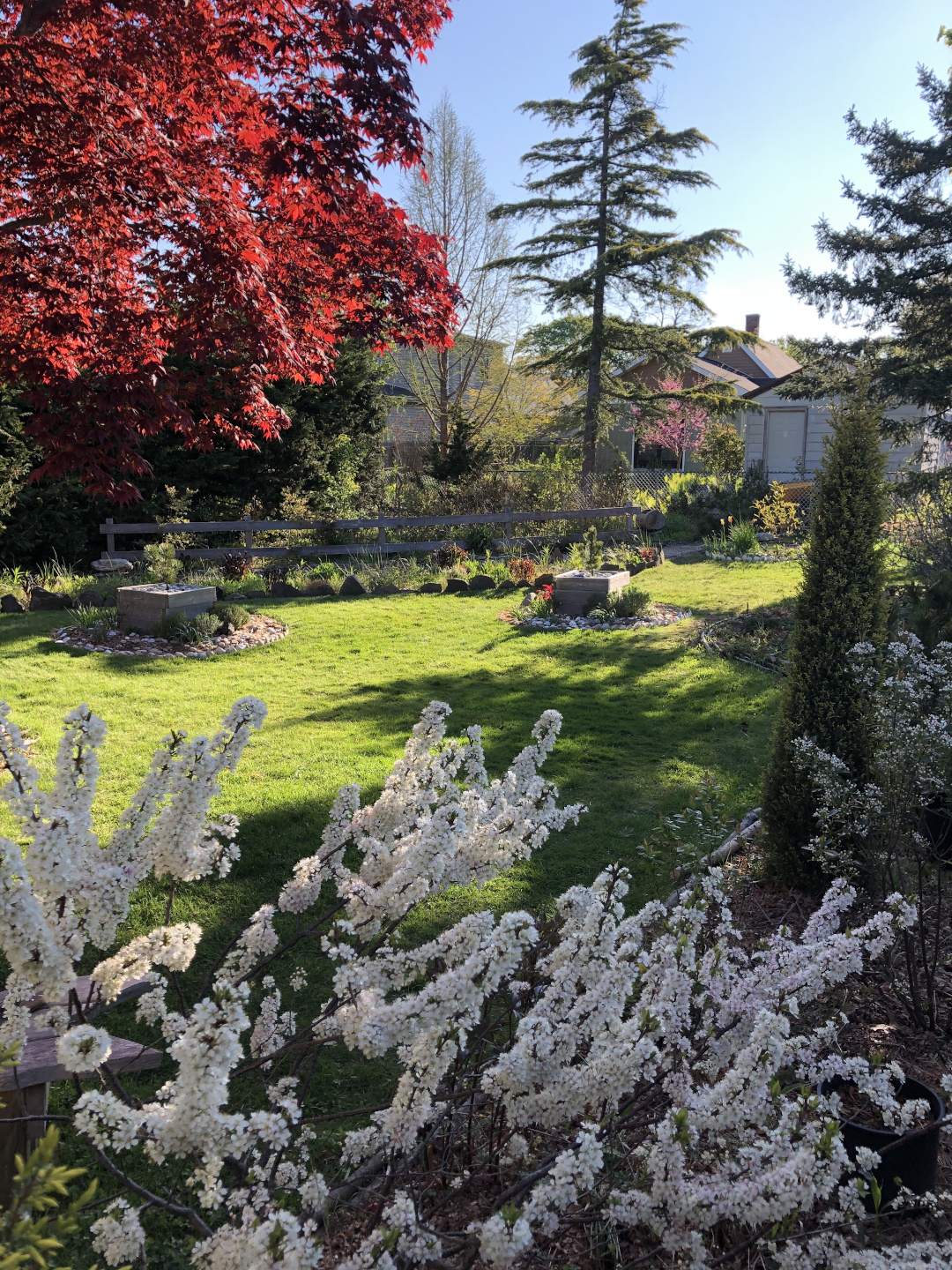 Beach plum in bloom under Japanese maple