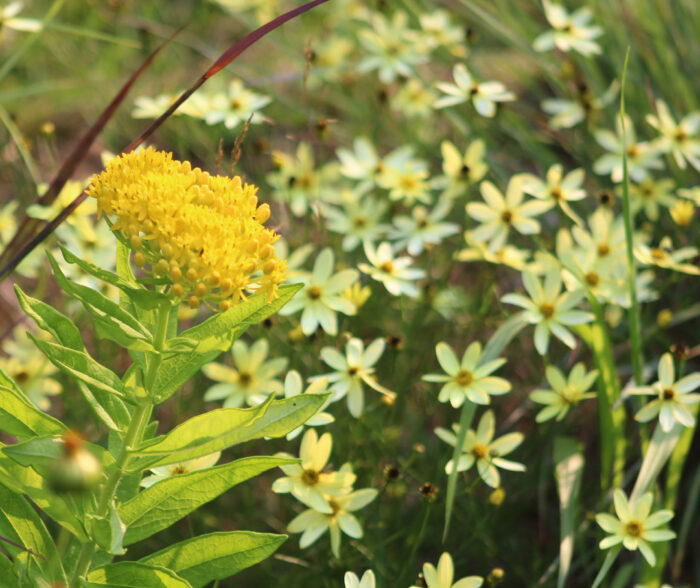 Butterfly weed