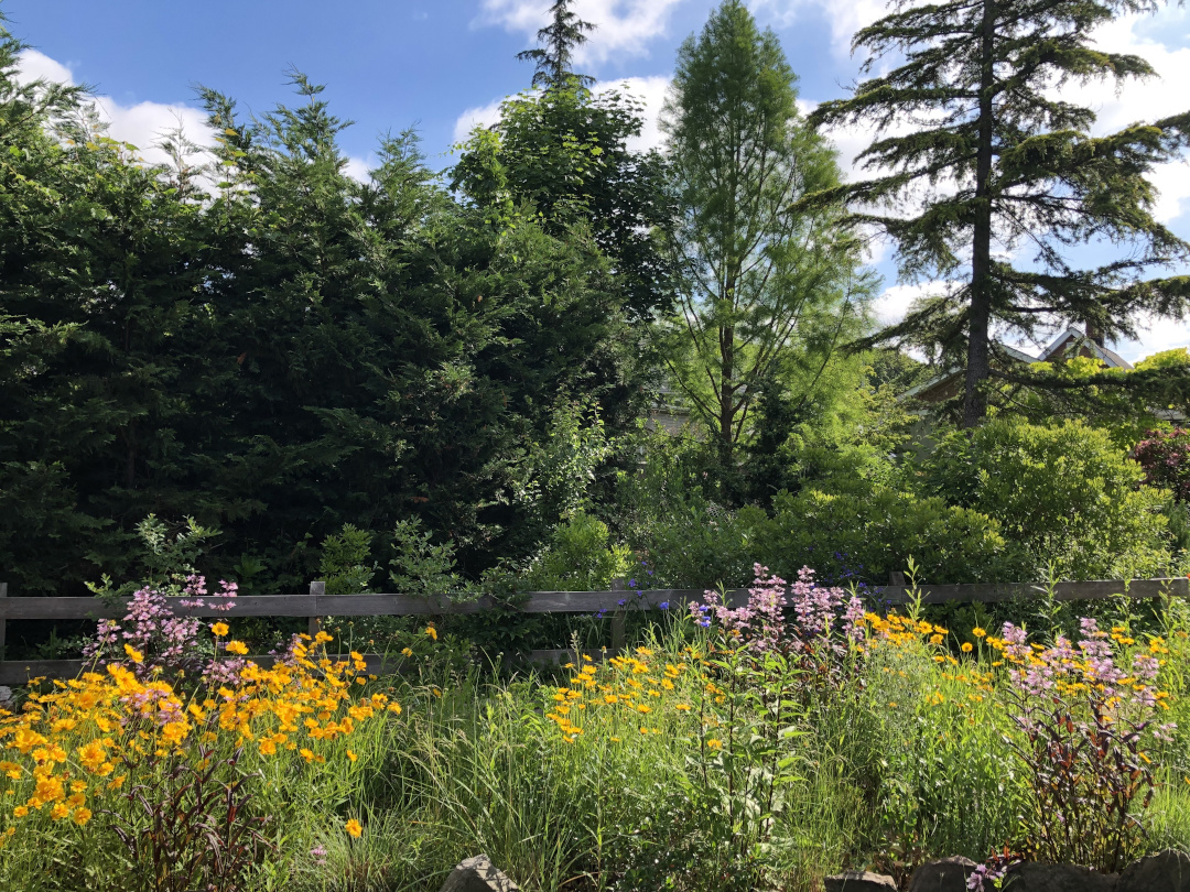 garden bed with yellow and pink flowers in front of a fence