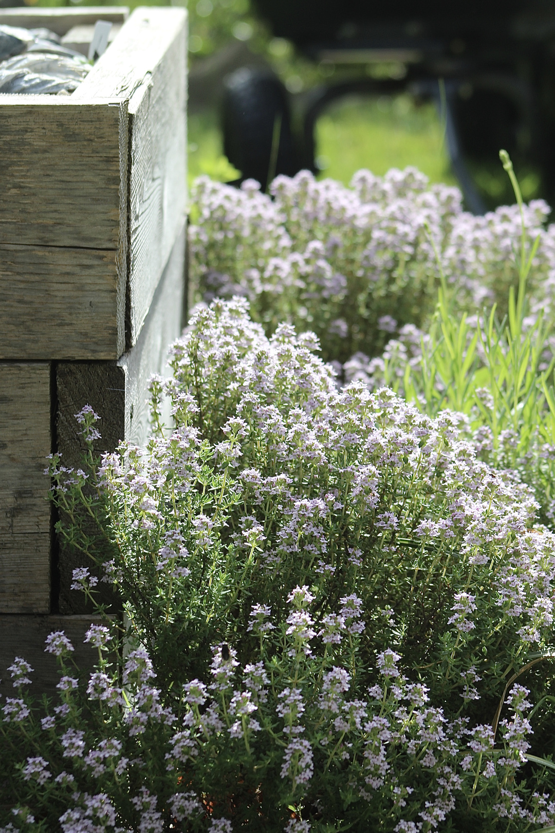 Blooming thyme