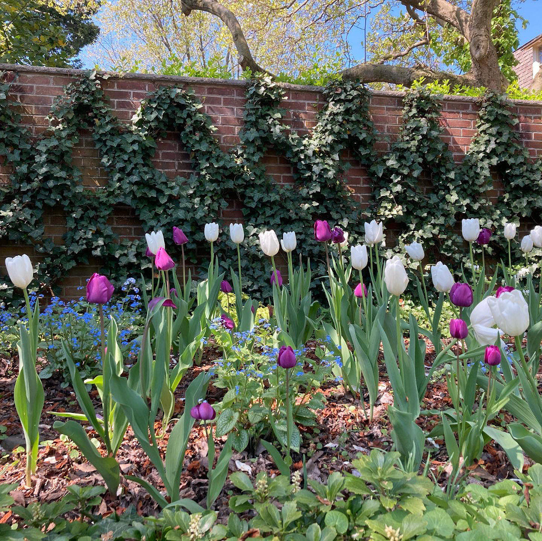 White and purple tulips mix with emerging shade perennials