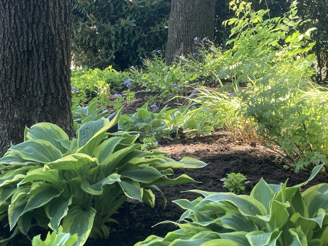 silver and white-themed shade garden