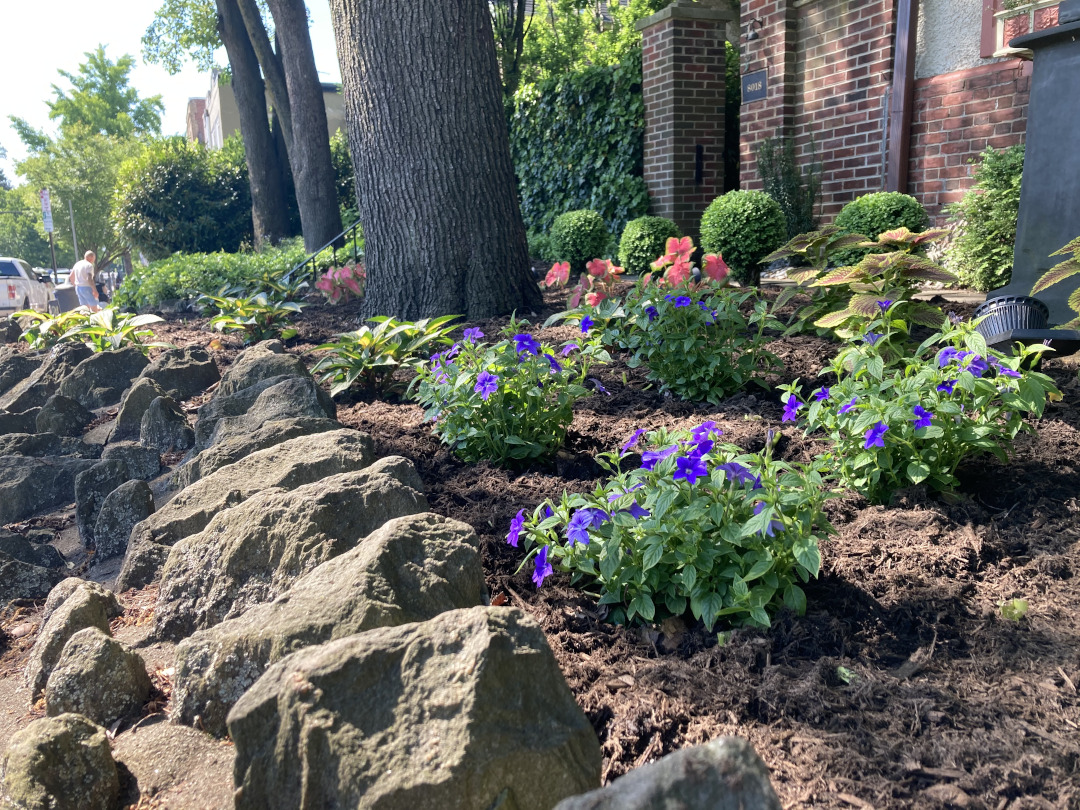 garden bed with tropical plants