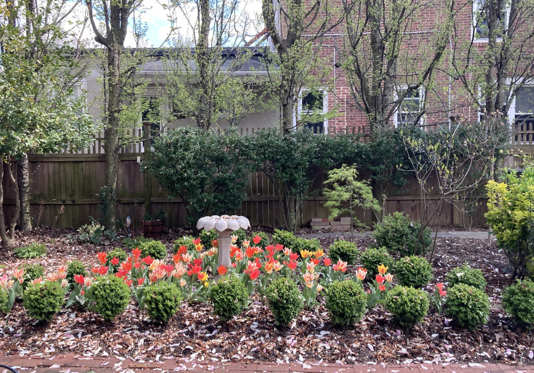 small boxwoods surrounding tulips