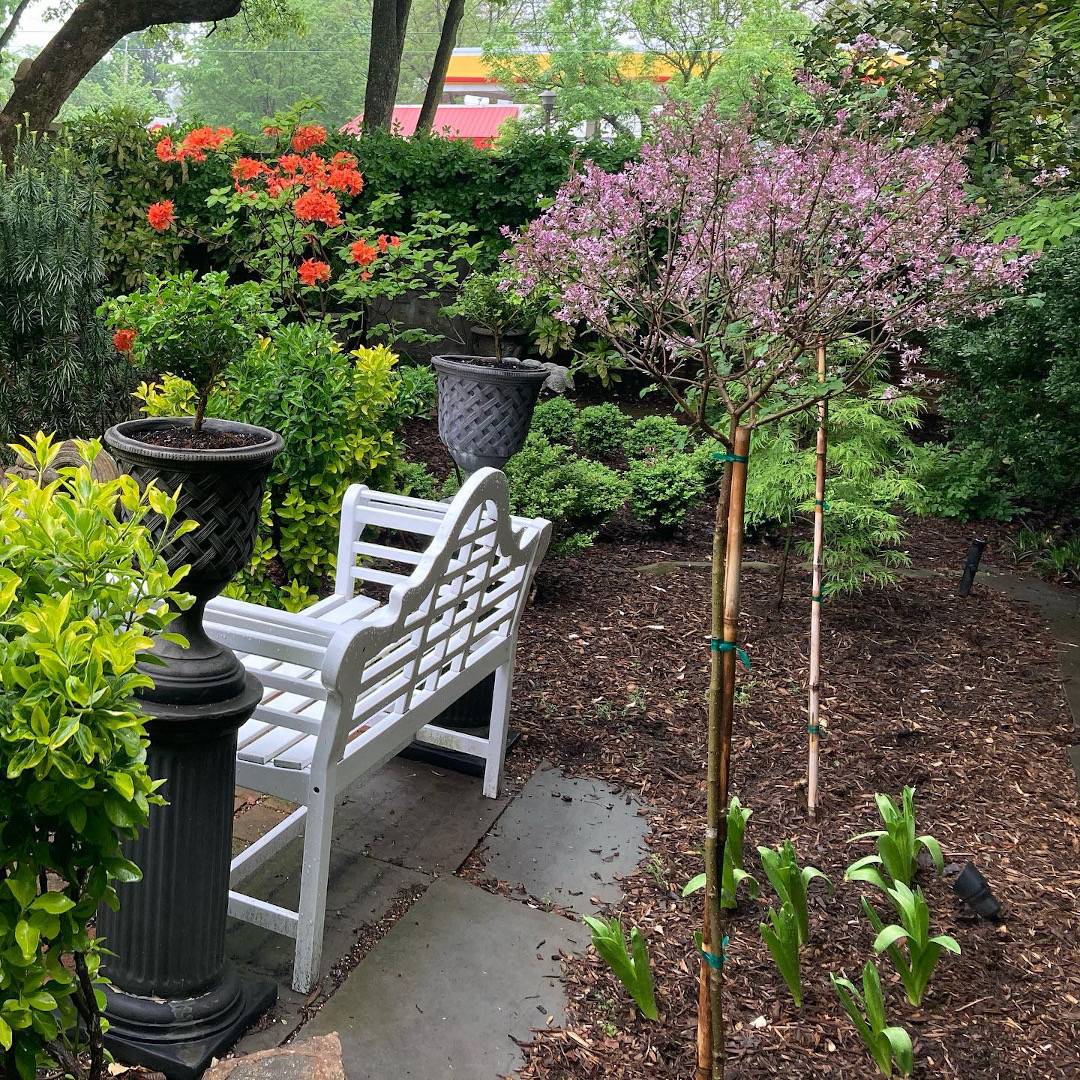 flowering trees and shrubs in a courtyard