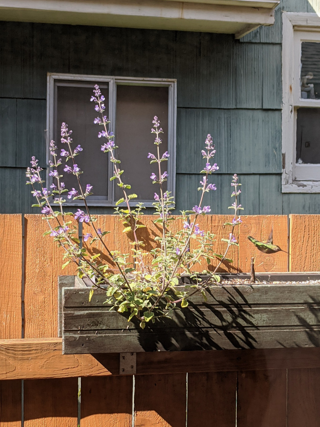 Catmint growing in a window box on a fence