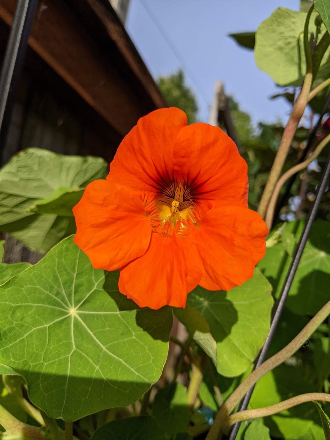 nasturtium flower