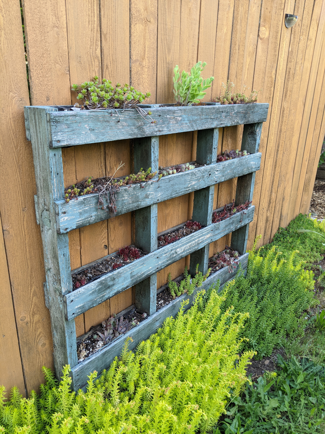 succulents on a fence