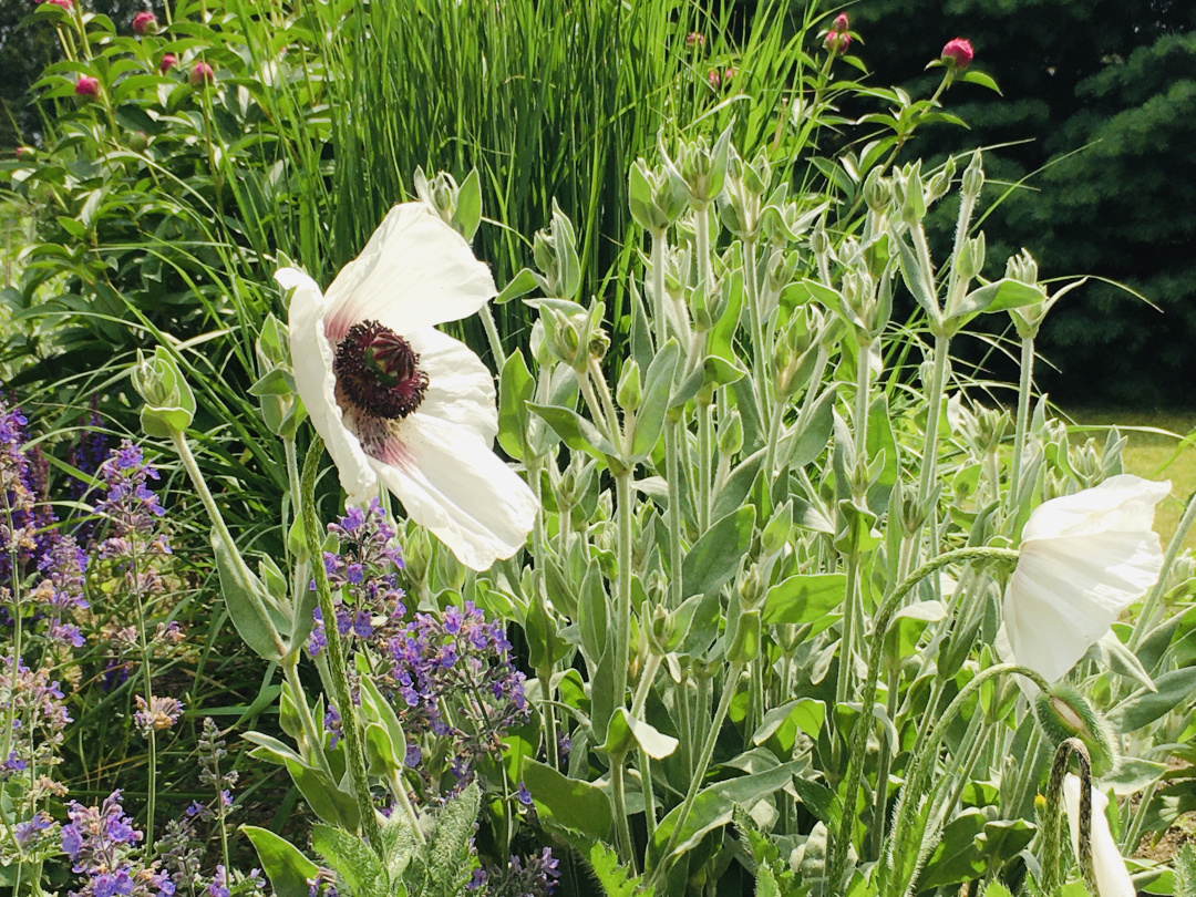 White oriental poppies with dark centers