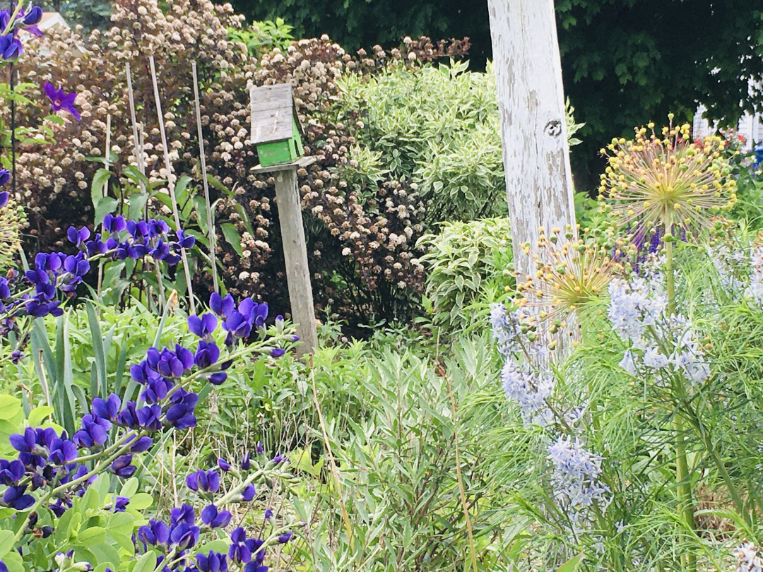 bird house surrounded by flowers