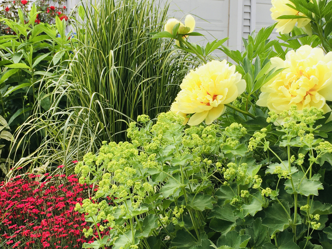 yellow peonies with green and red plants