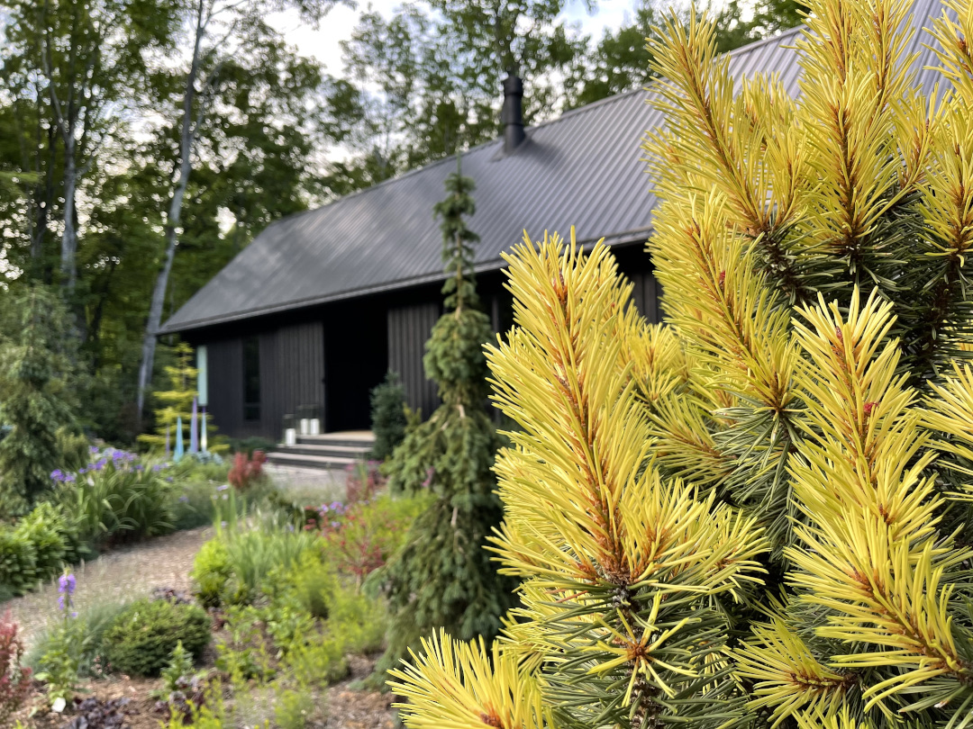 yellow conifer in front of black house