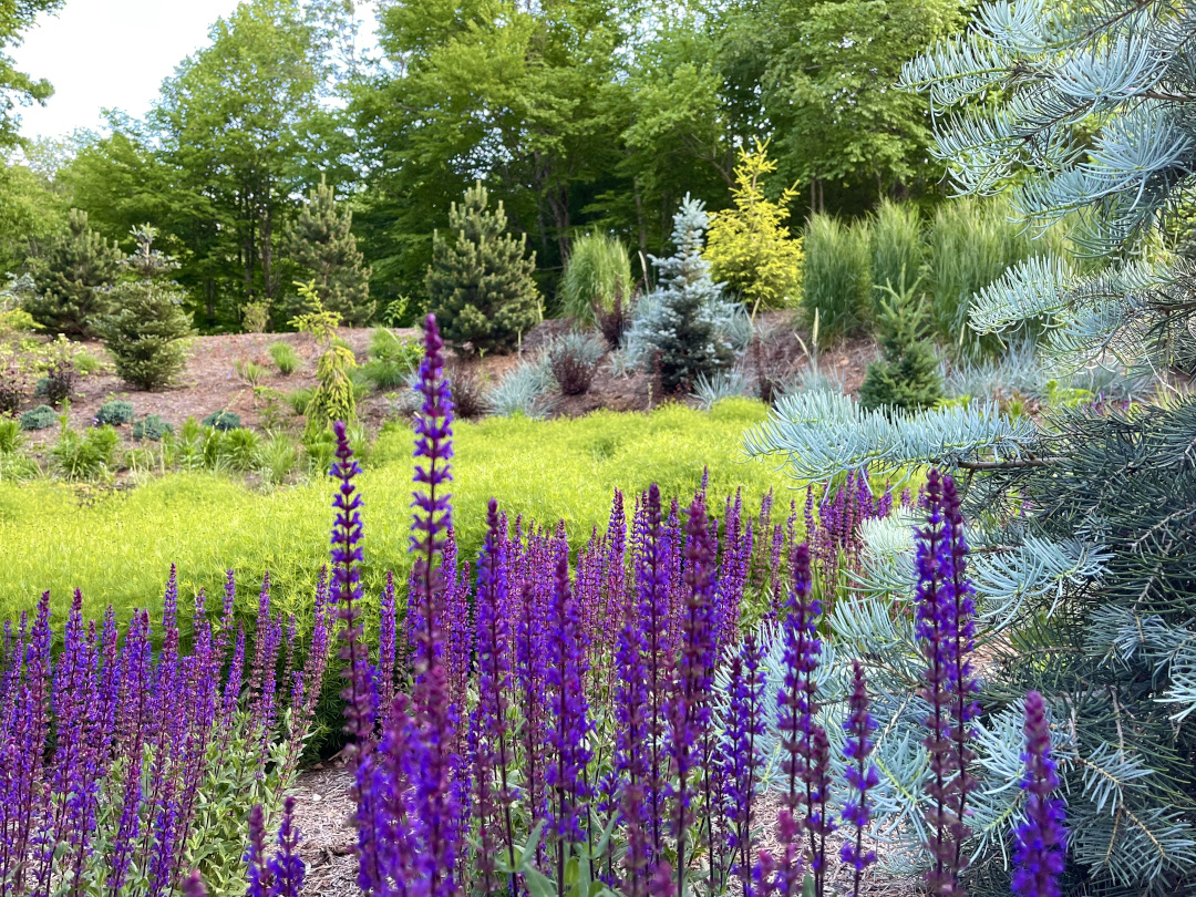 Caradonna salvia