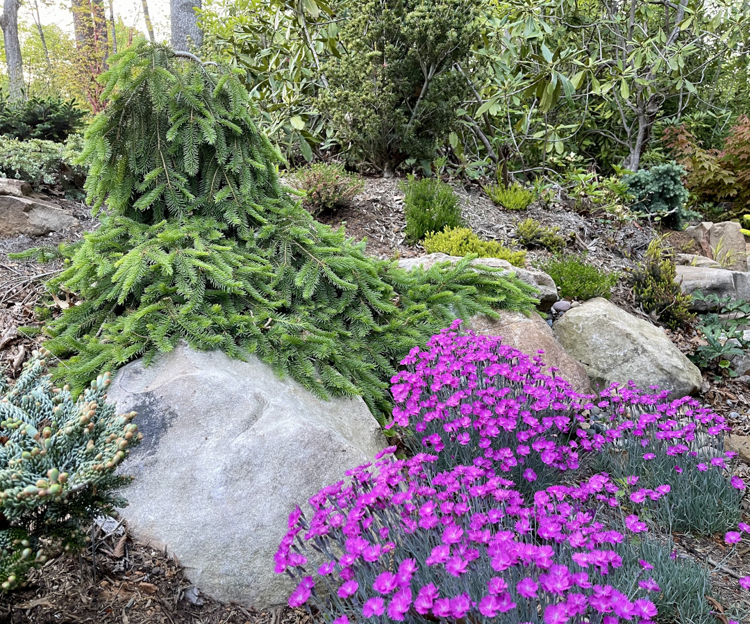 trailing conifer tumbling over rocks