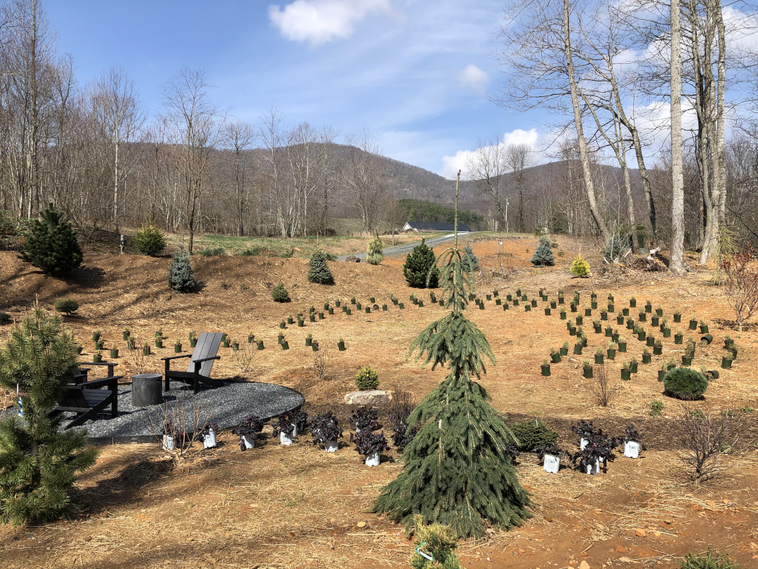 Plants laid out and ready to be planted