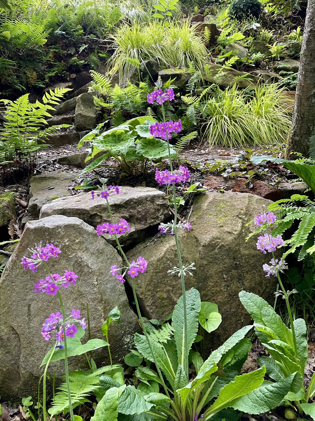 Japanese primulas