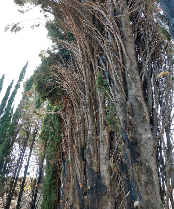 burned Italian cypress