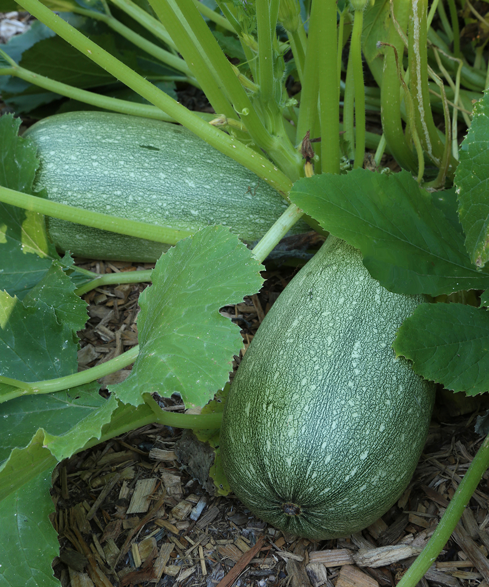 Image of Green squash in a galvanized bucket