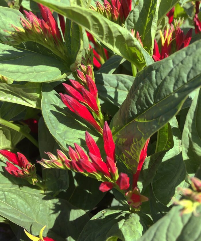 Indian pink flowers