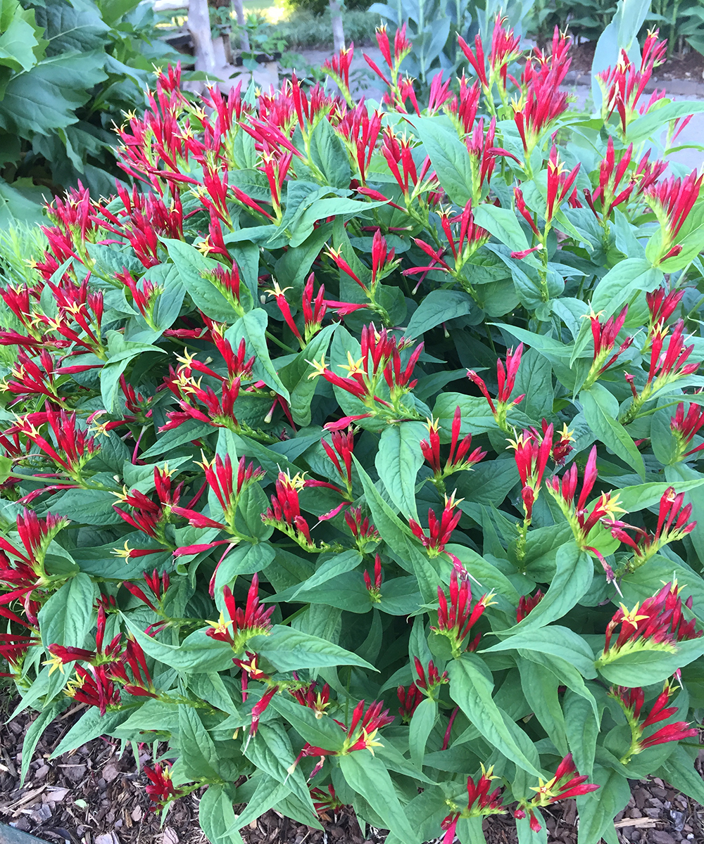 The Vibrant Beauty of the Indian Pink Plant - Ames Farm Center