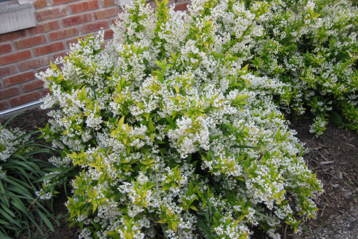 Chardonnay Pearls slender deutzia