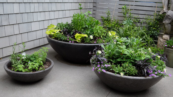 Mix of perennials in summer containers