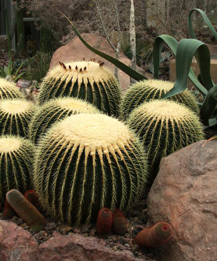 Golden barrel cacti in a group