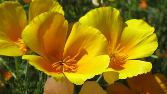 yellow California poppies