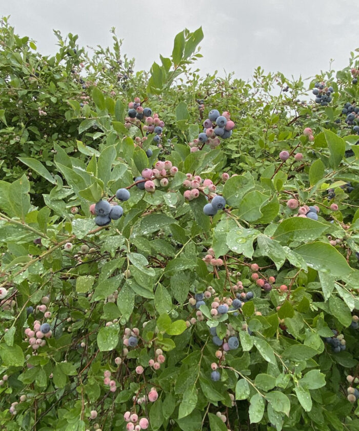 large blueberry bush