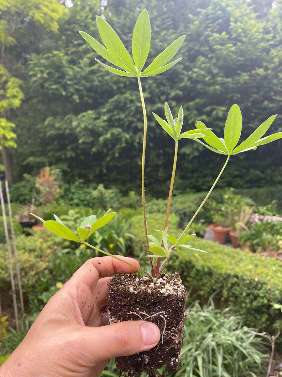 Transplanting Lupine Seedlings into the Garden