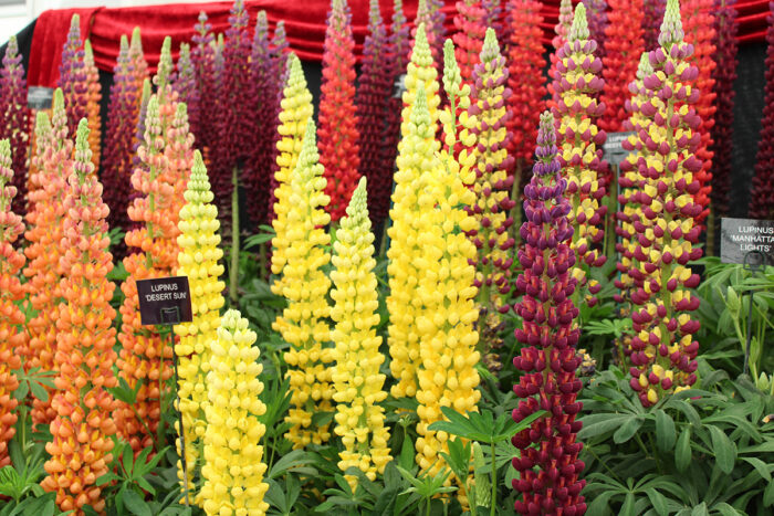 red yellow and orange lupines