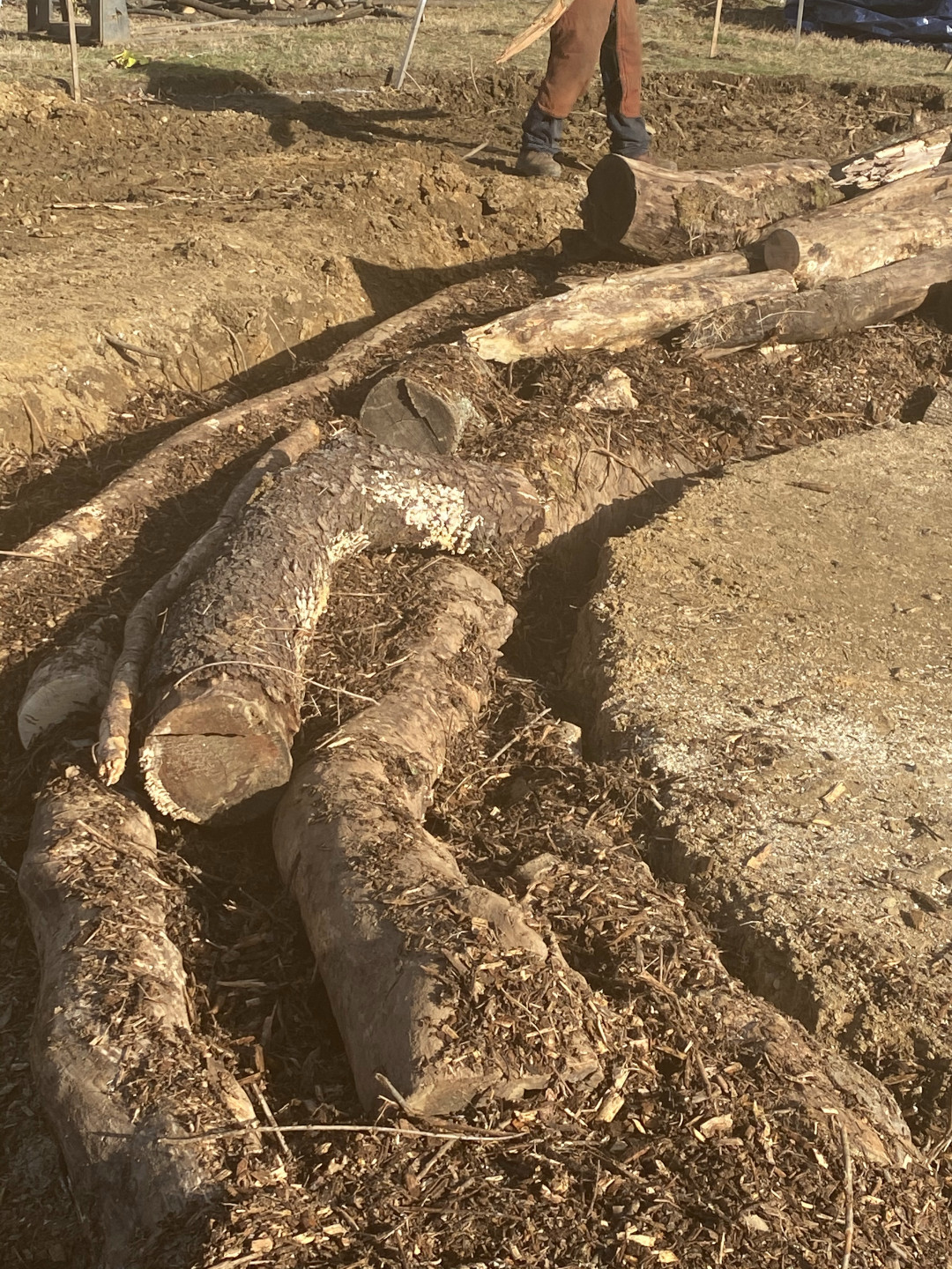 logs piled in a low mound